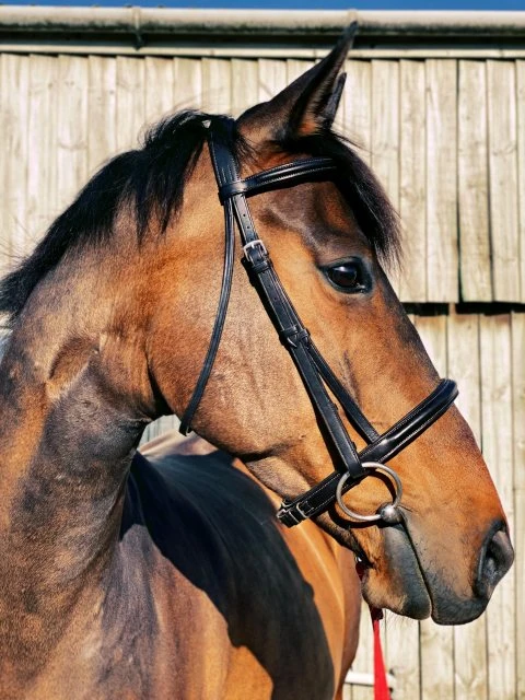 Ecorider Classic Comfort Bridle - Image 2