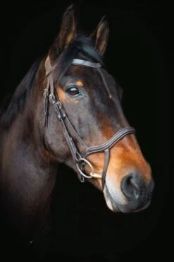 Cameo Equine Core Collection Anatomic Bridle