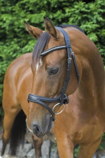 Ecorider Ecosoft Acclaim Bridle